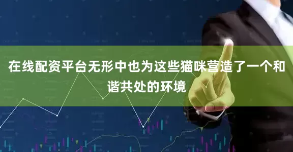 在线配资平台无形中也为这些猫咪营造了一个和谐共处的环境